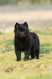 SCHIPPERKE 189